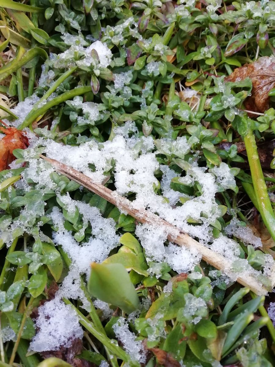 雪がちらつく朝