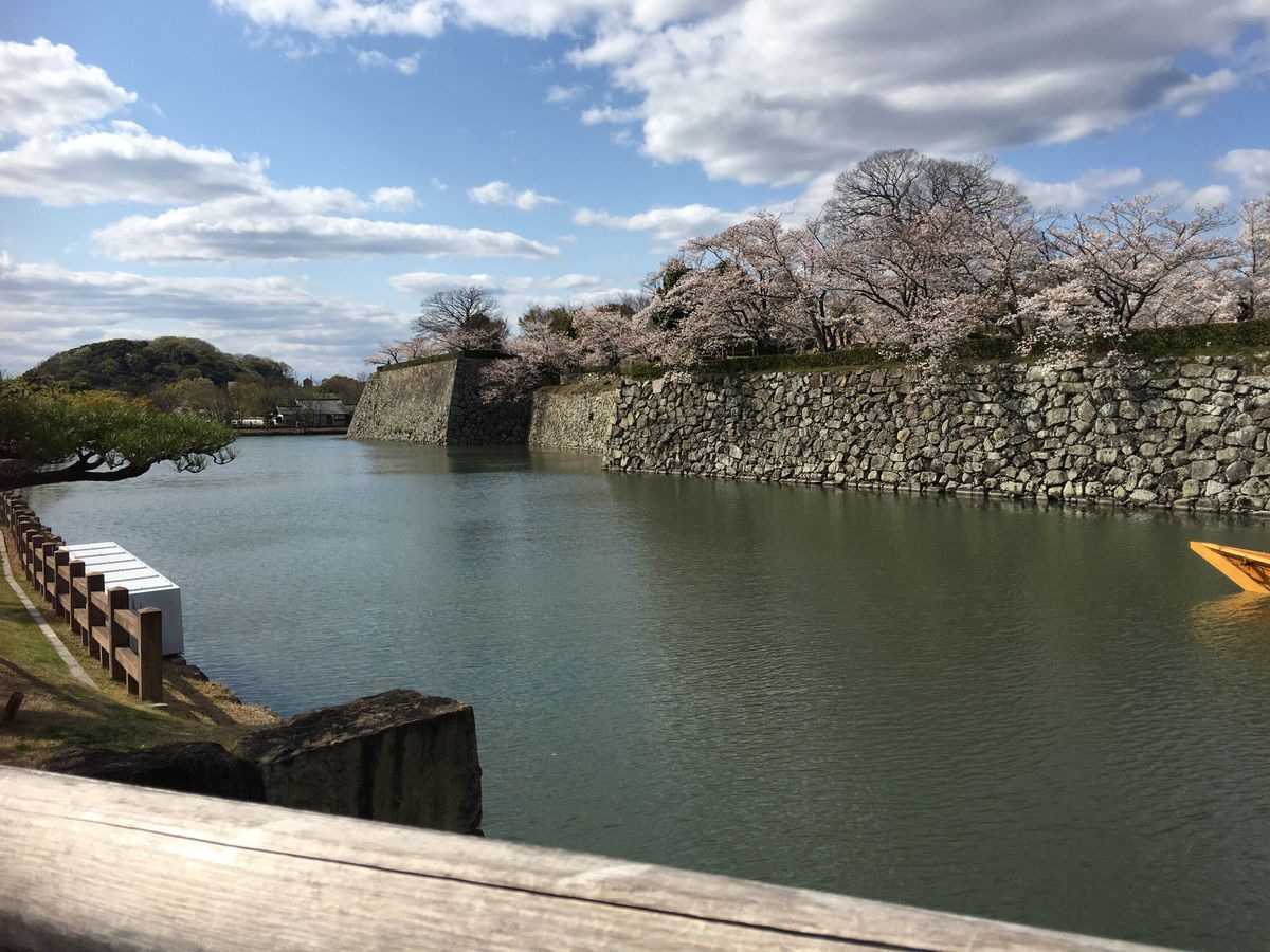 姫路城の桜その3