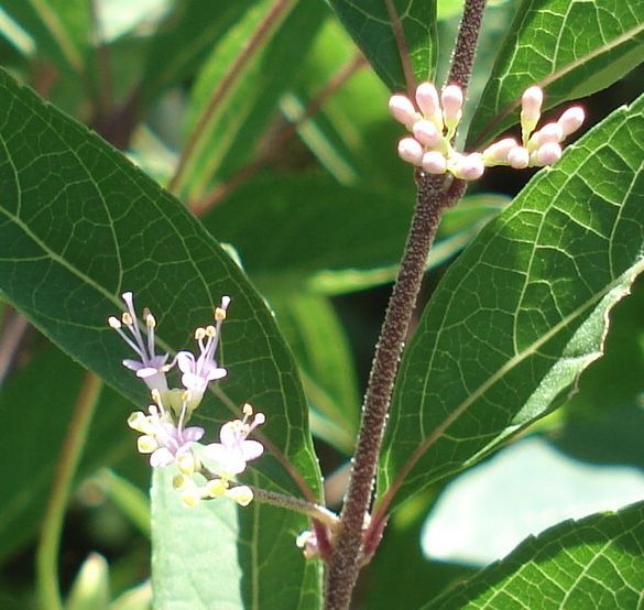 教えて、この花なあに？