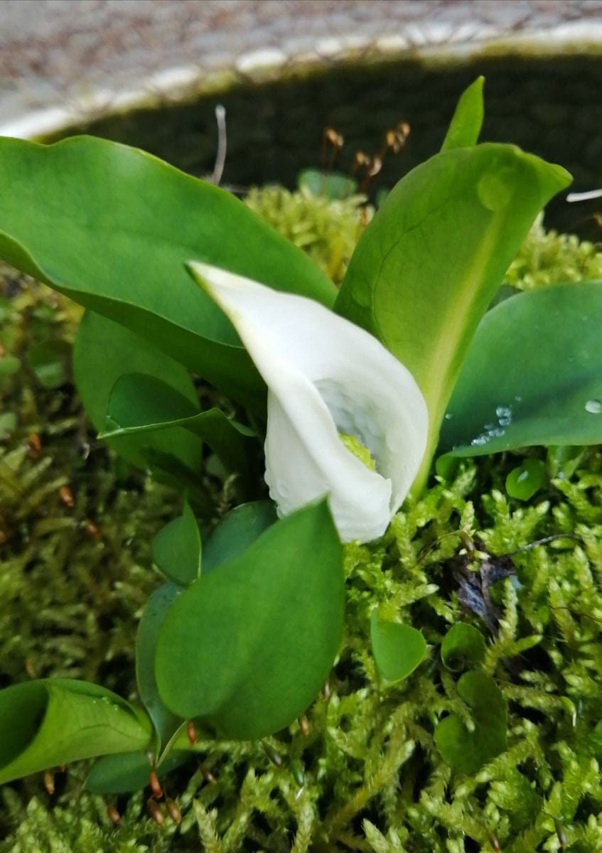 金ダライの中の水芭蕉