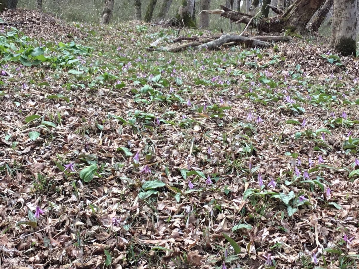 近くの山　遊歩道を歩く