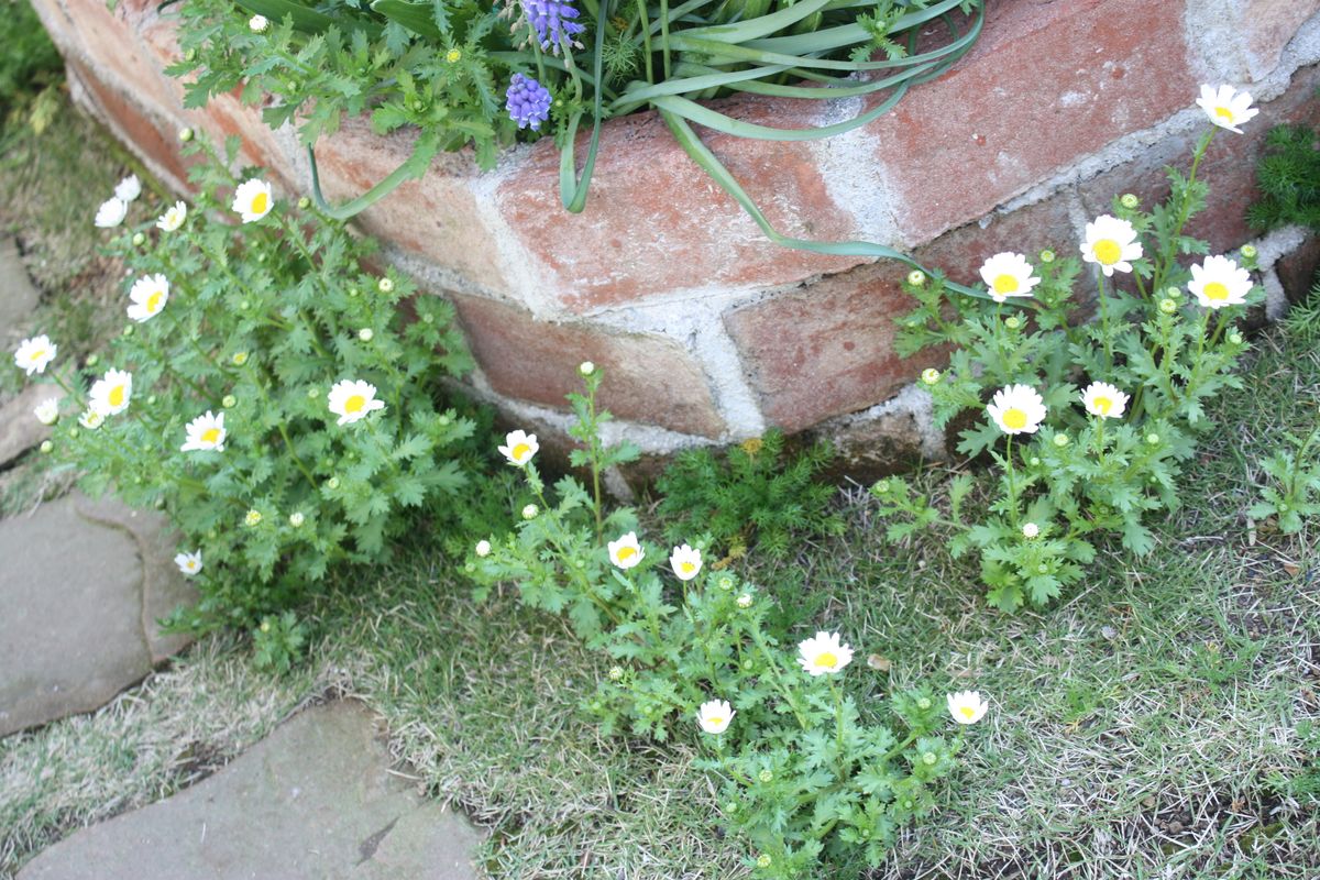 播かない、植えないノースポールの繁栄