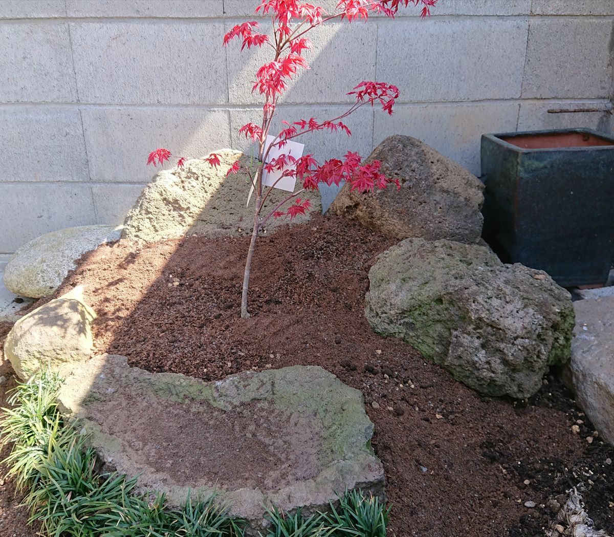 紅葉を植えてみました