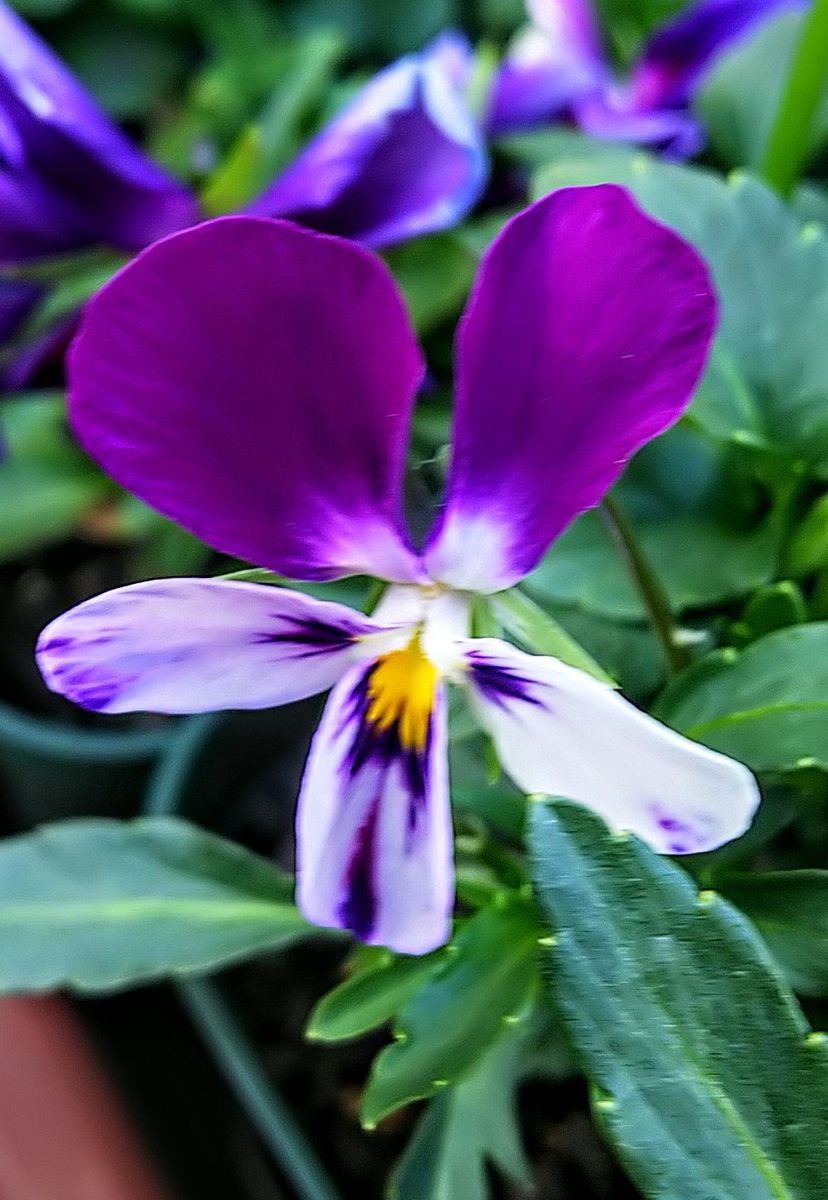 種蒔きビオラ蒼いウサギ初開花