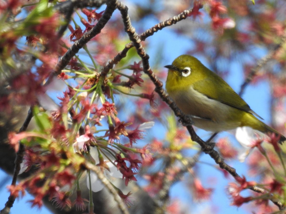 桜舞い散るテラスから激写