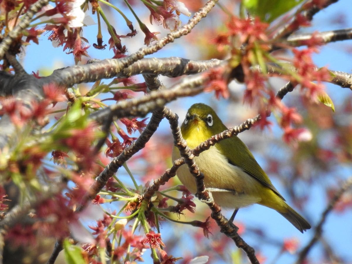 桜舞い散るテラスから激写