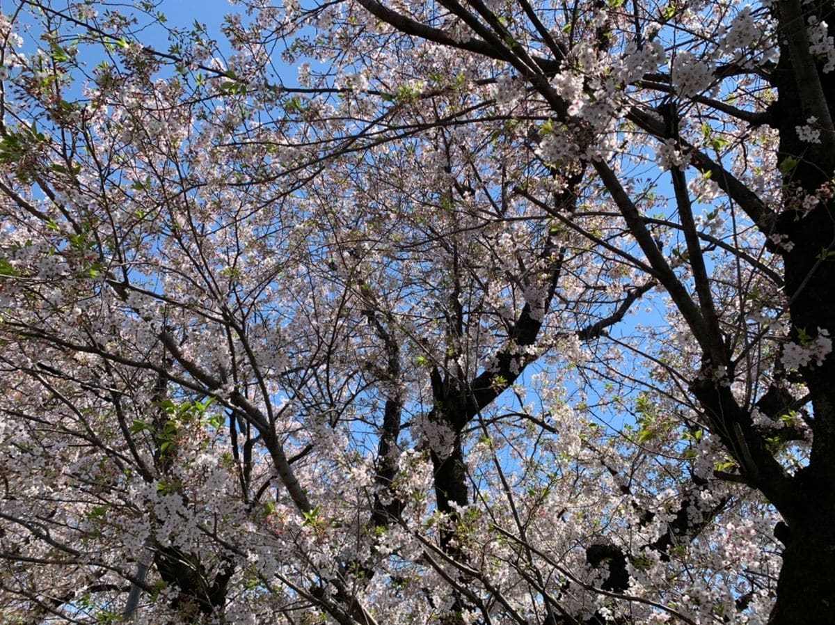 ウォーキングがてらお花見③