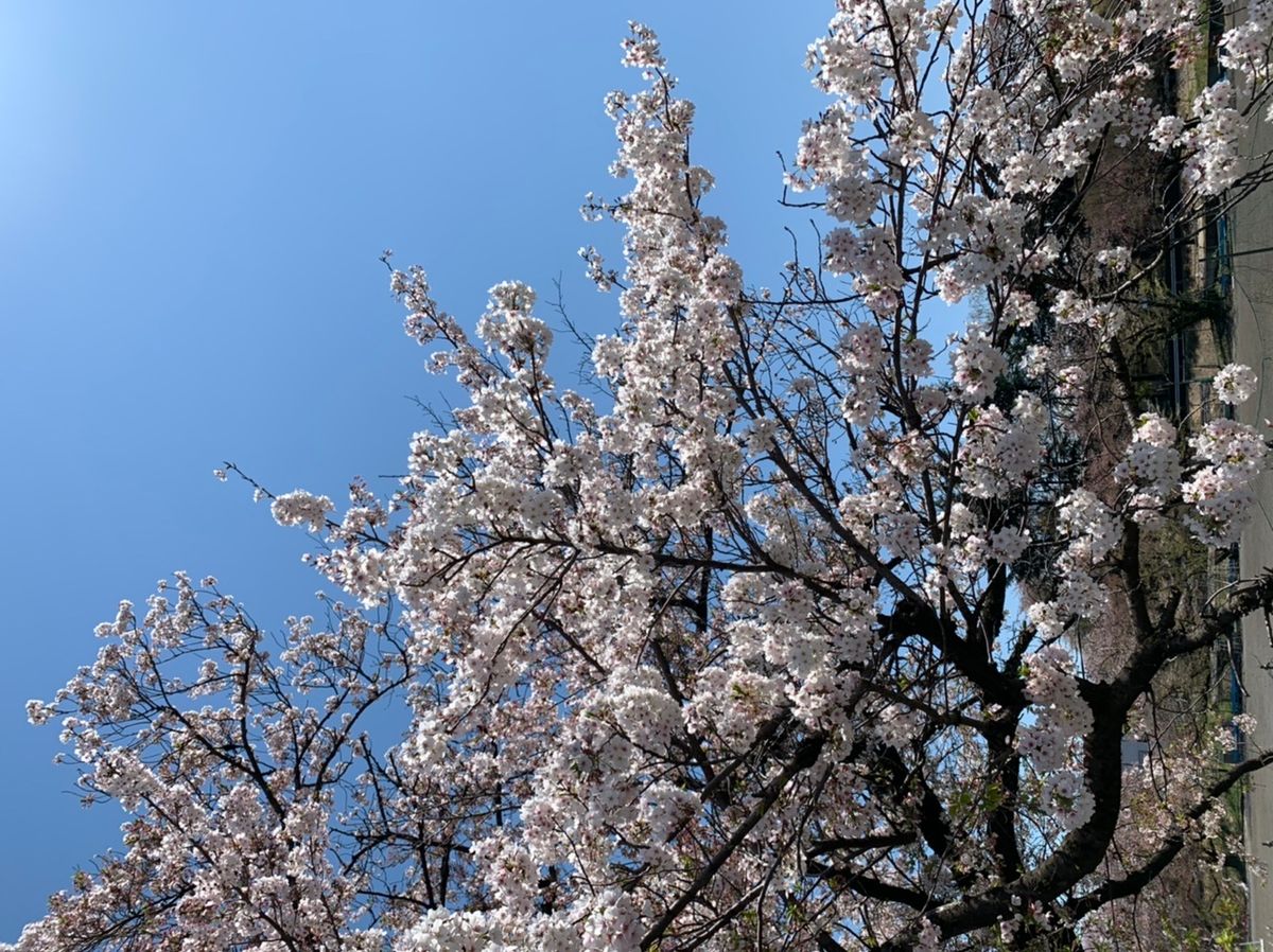 ウォーキングがてらお花見③