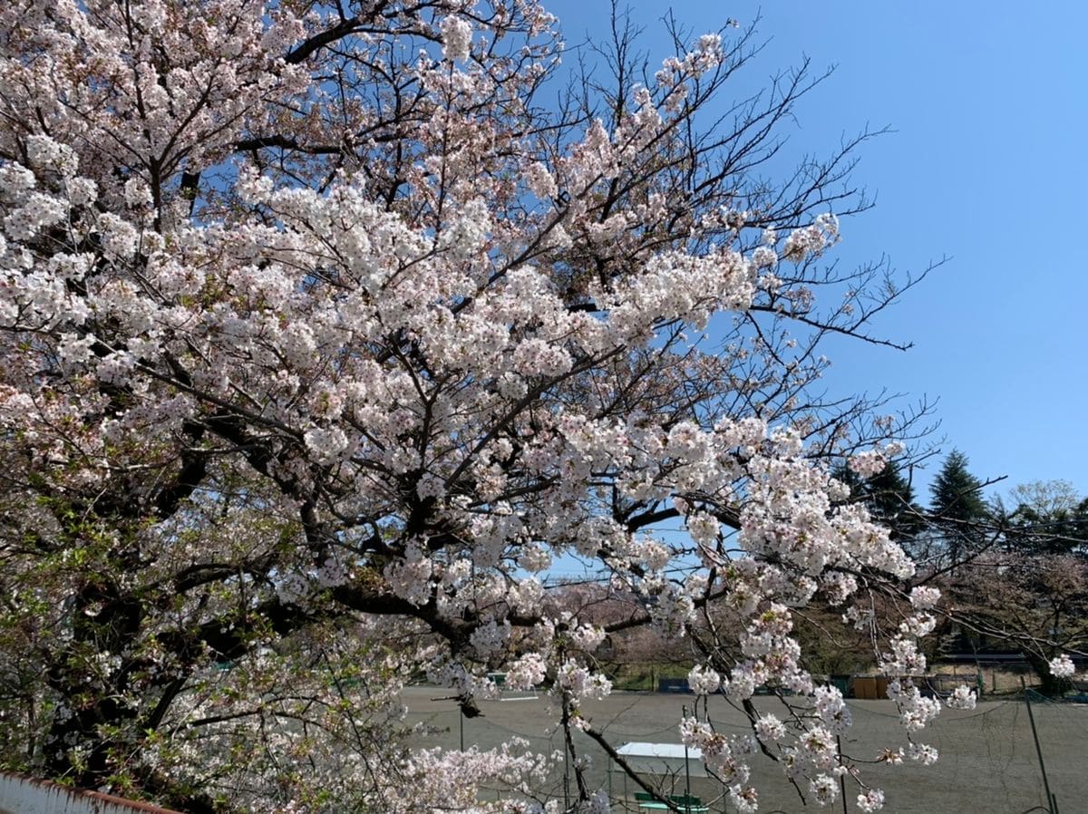 ウォーキングがてらお花見③