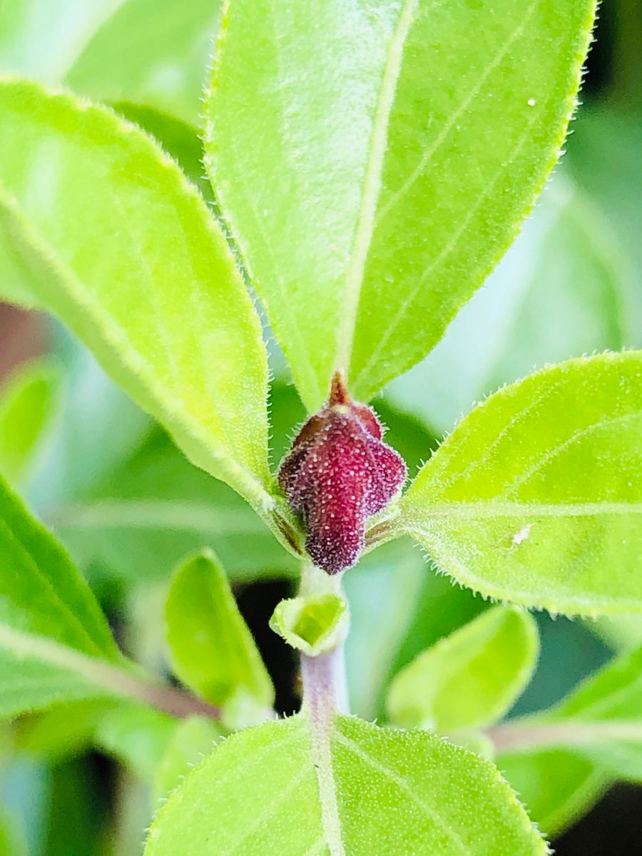 チェリーセージ🍒の新芽🎵