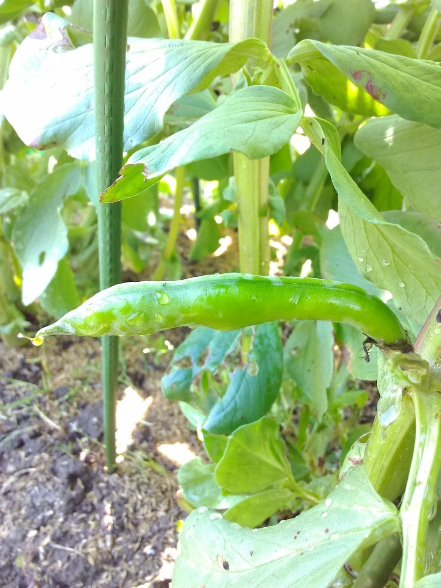 ソラマメに実が～💚