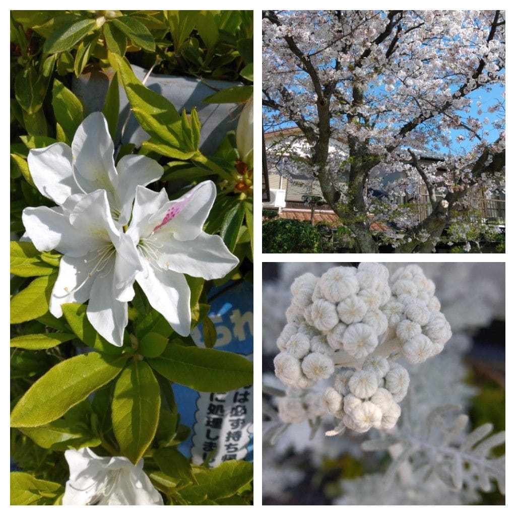 散歩道で見かけた花！