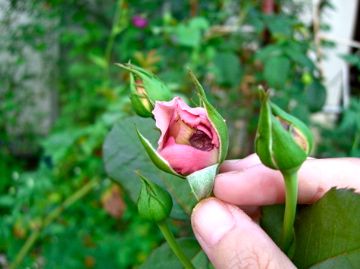 今朝の庭から　薔薇３種