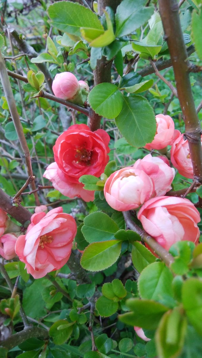 木瓜（ぼけ）の花