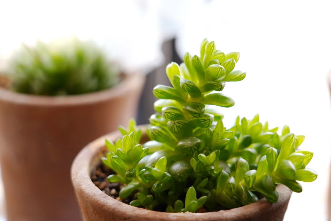 ハオルチア（Haworthia）