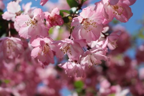 花カイドウ満開