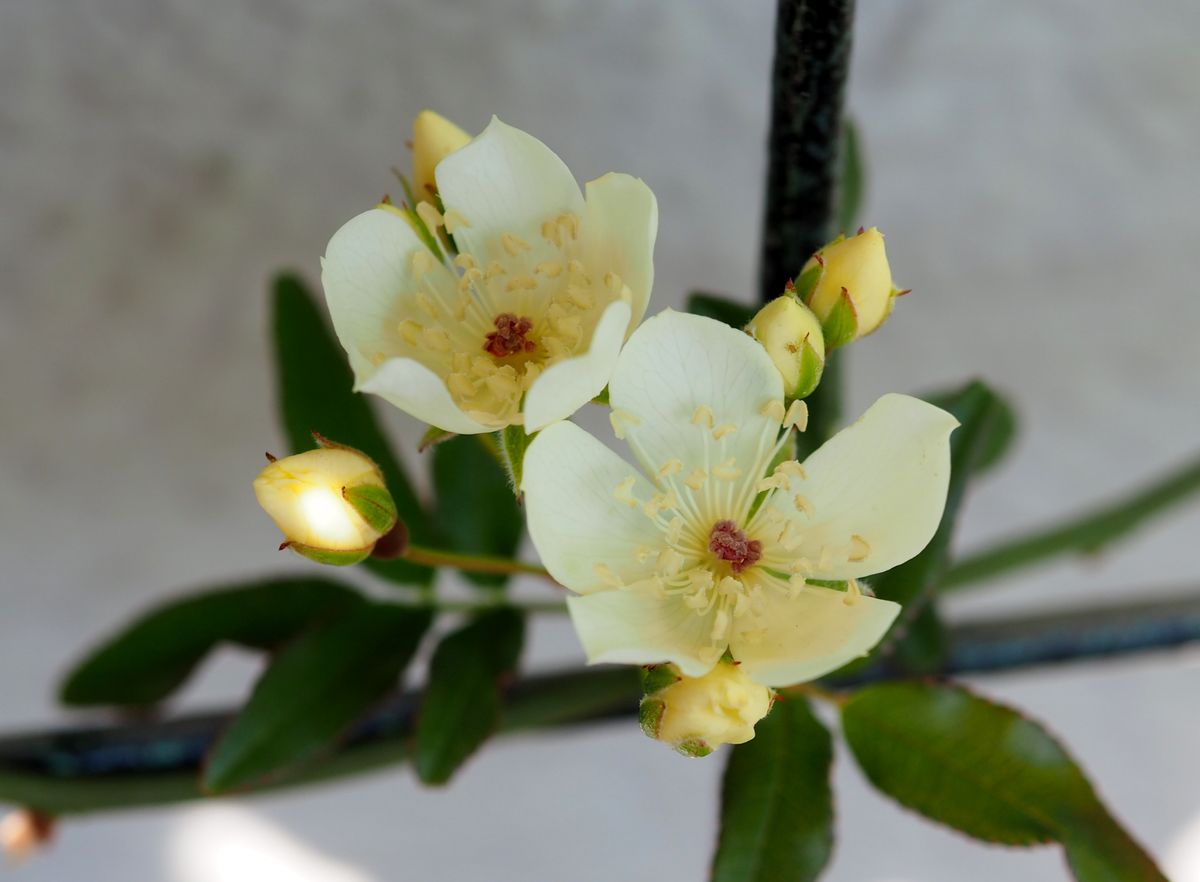 バラ、日本桜草