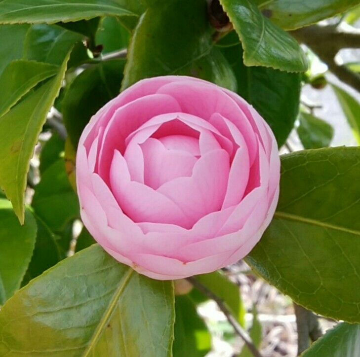 新職場の春の花に元気を貰う🌸