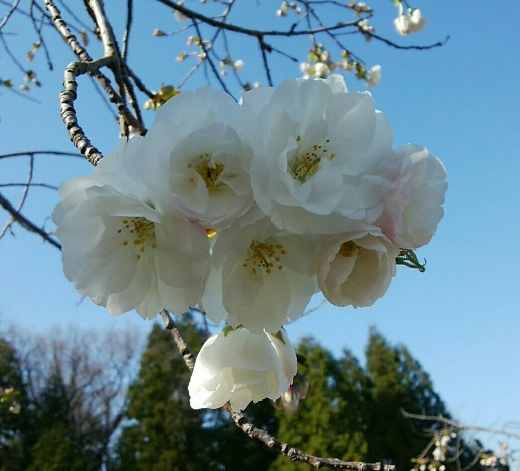 新職場の春の花に元気を貰う🌸