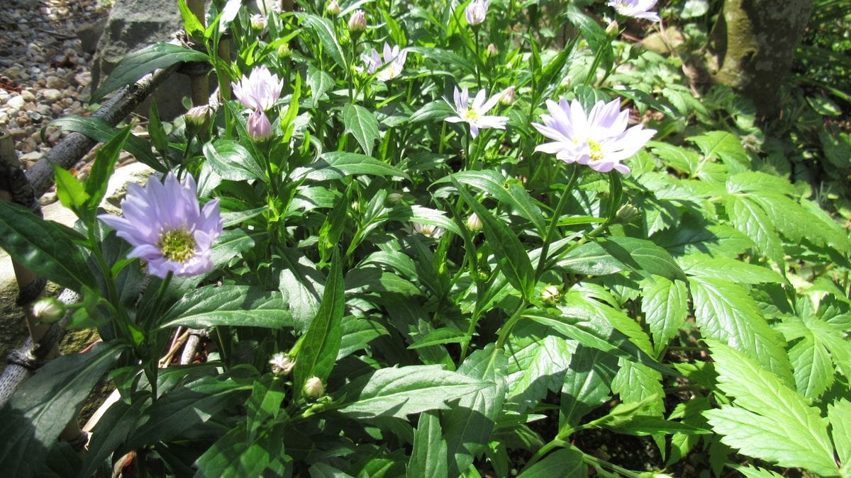 裏庭の山野草