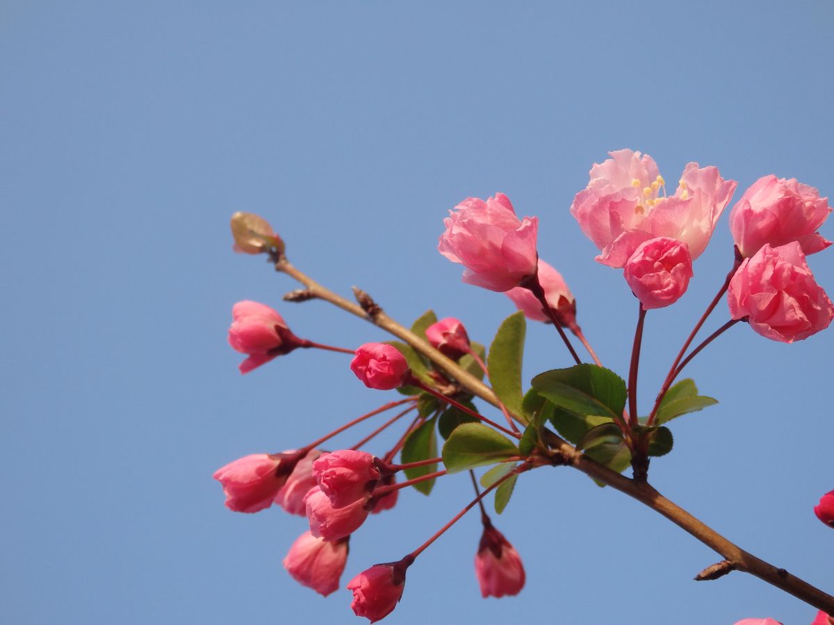 花海棠