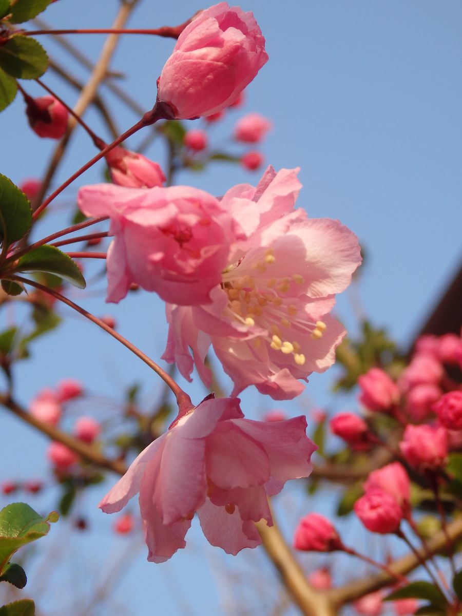 花海棠