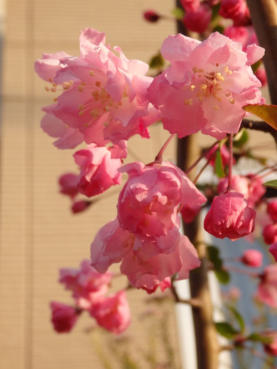 花海棠