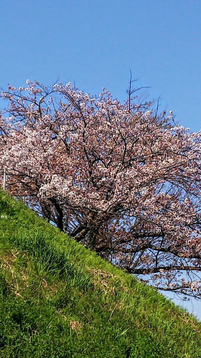 満開の染井吉野🌸