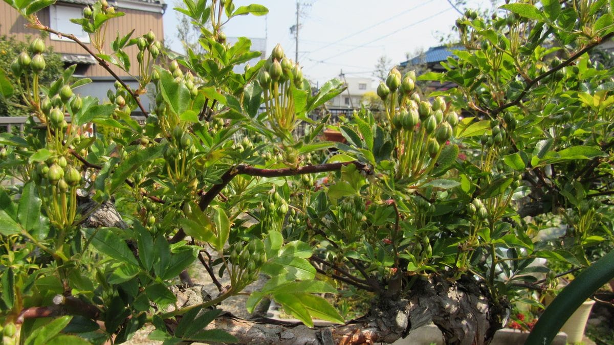 開花待ち黄モッコウバラ