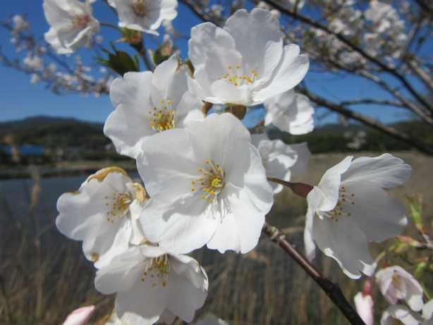 吉野桜とヌートリア