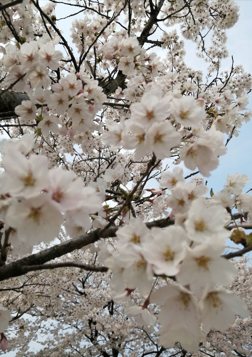 桜🌸　を　見て来ました。