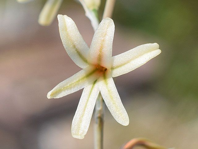 ハオルチア　ペイネイの花