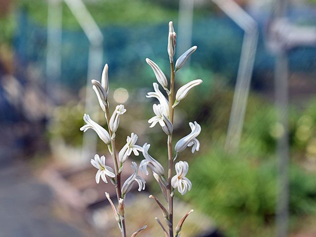 ハオルチア　ペイネイの花