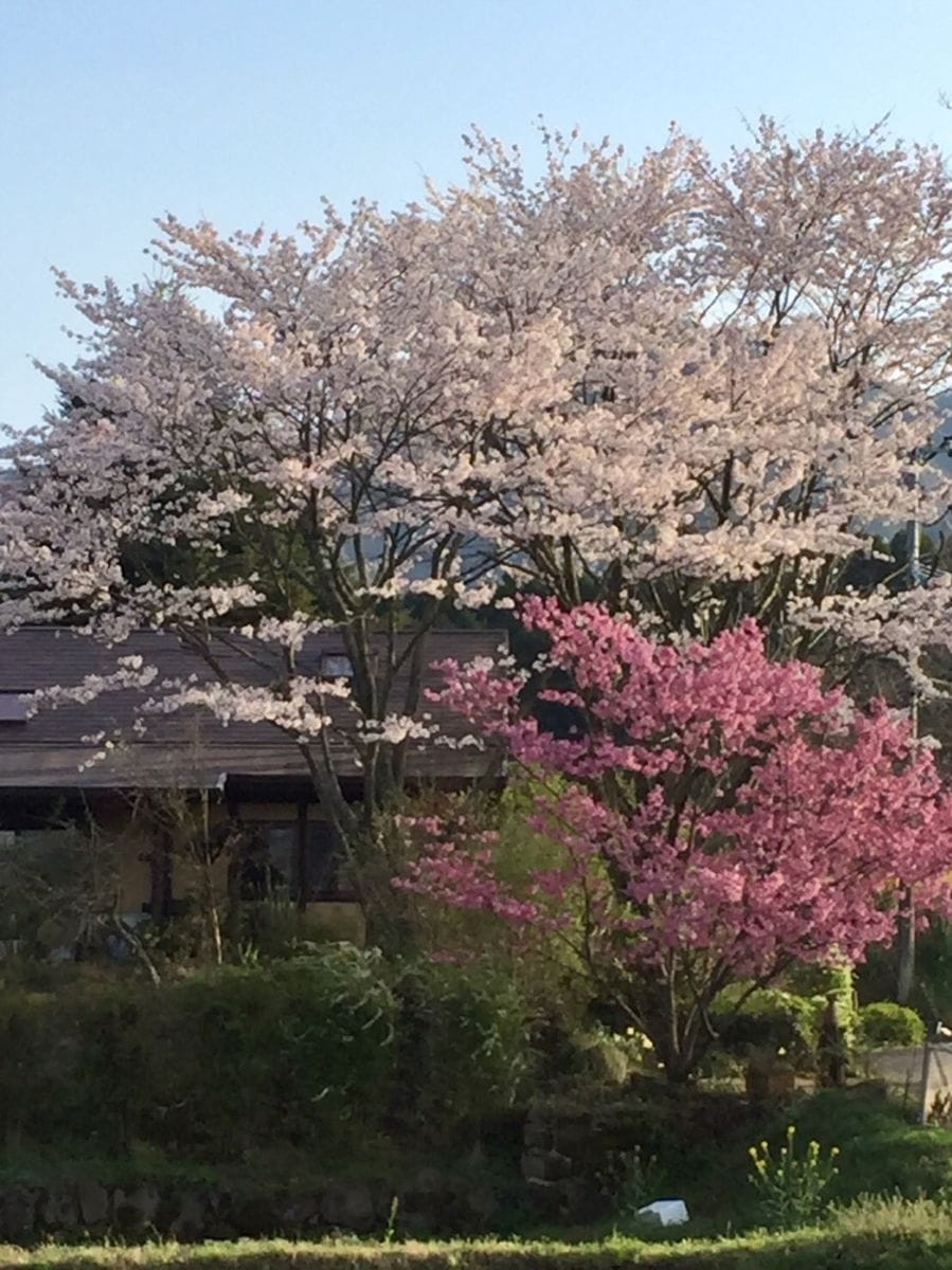 ソメイヨシノと陽光桜のコラボ