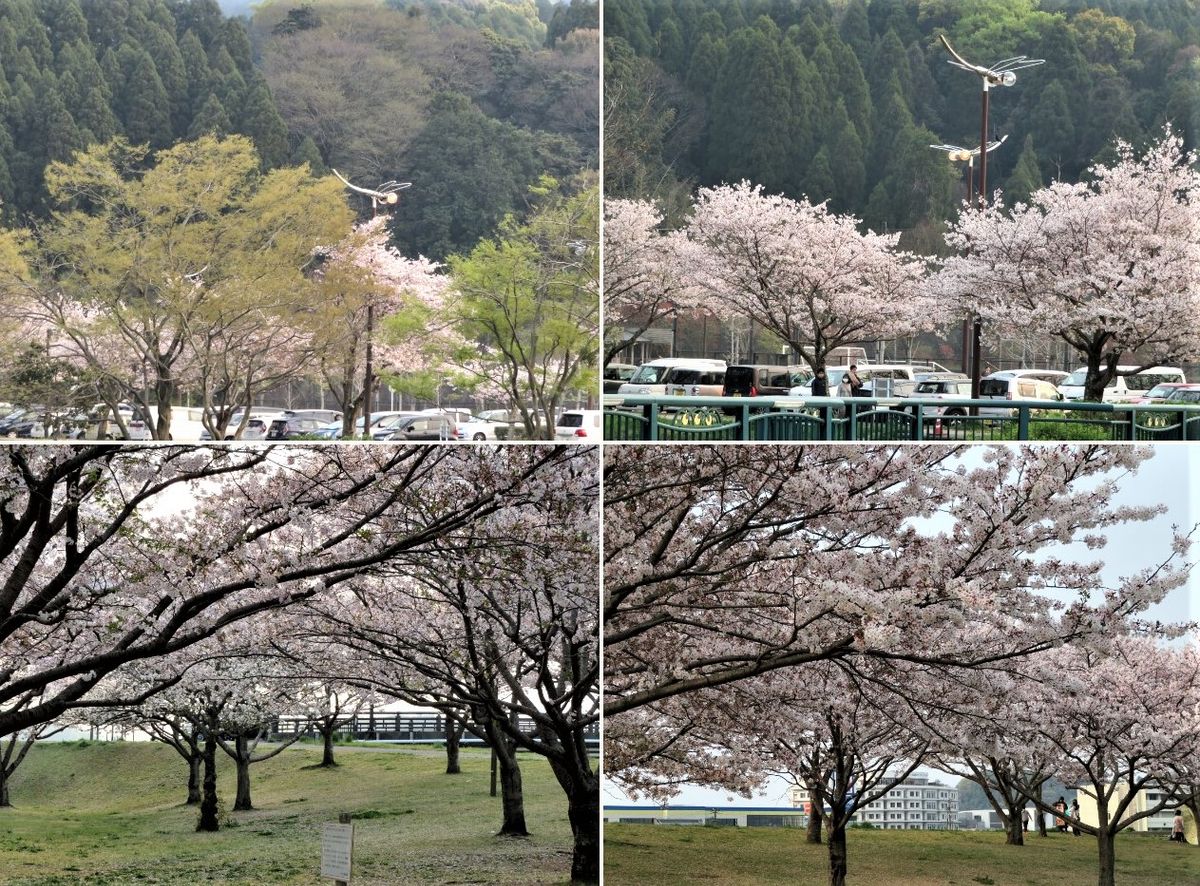 大分七瀬川自然公園の桜