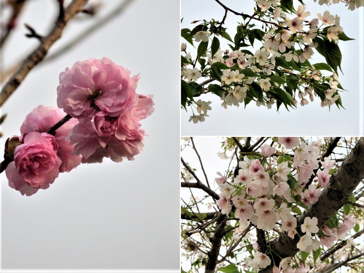 大分七瀬川自然公園の桜