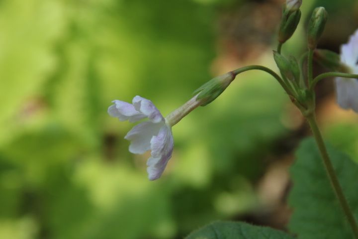 小さな春