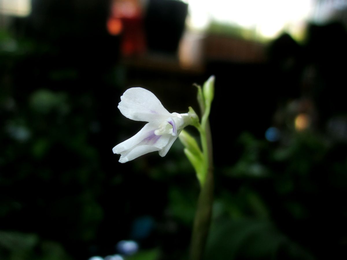 マランタの花が咲く