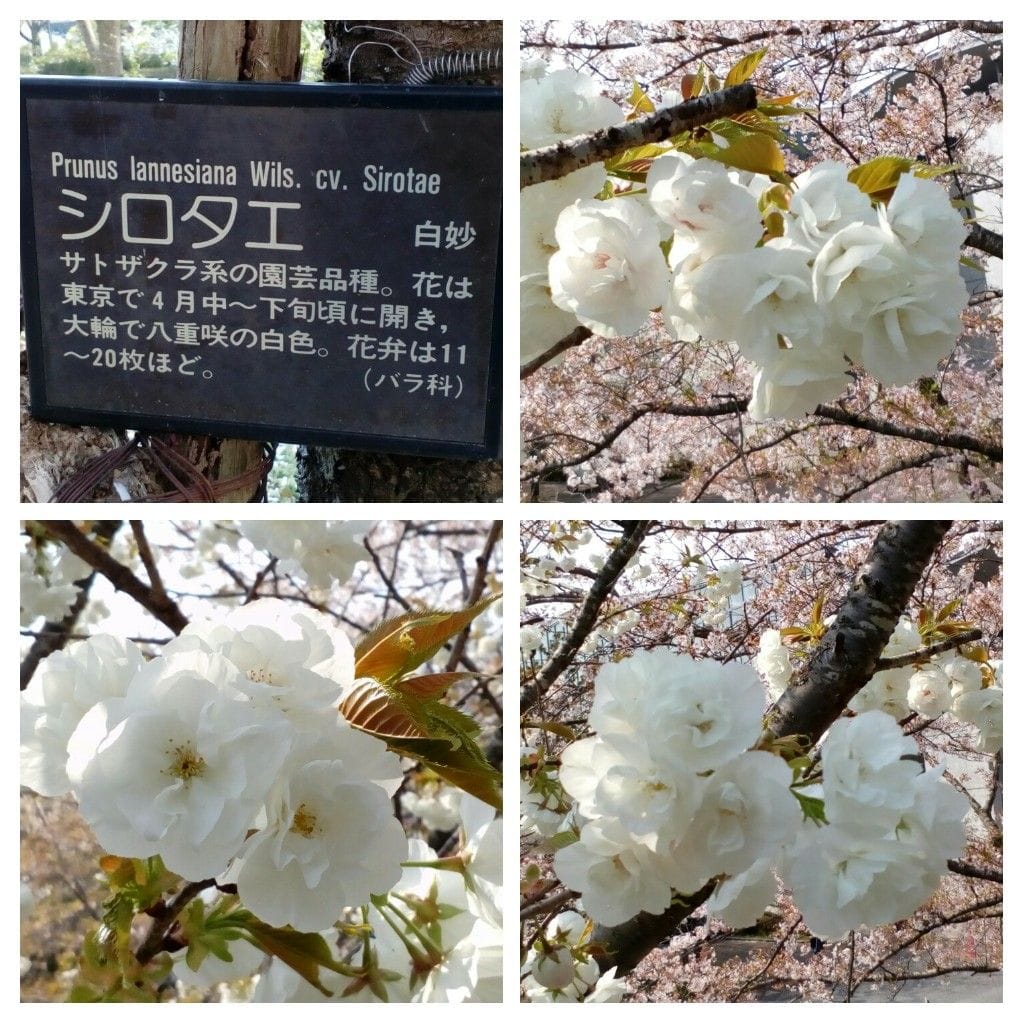 ３日連続で、行った来ました🌸😀