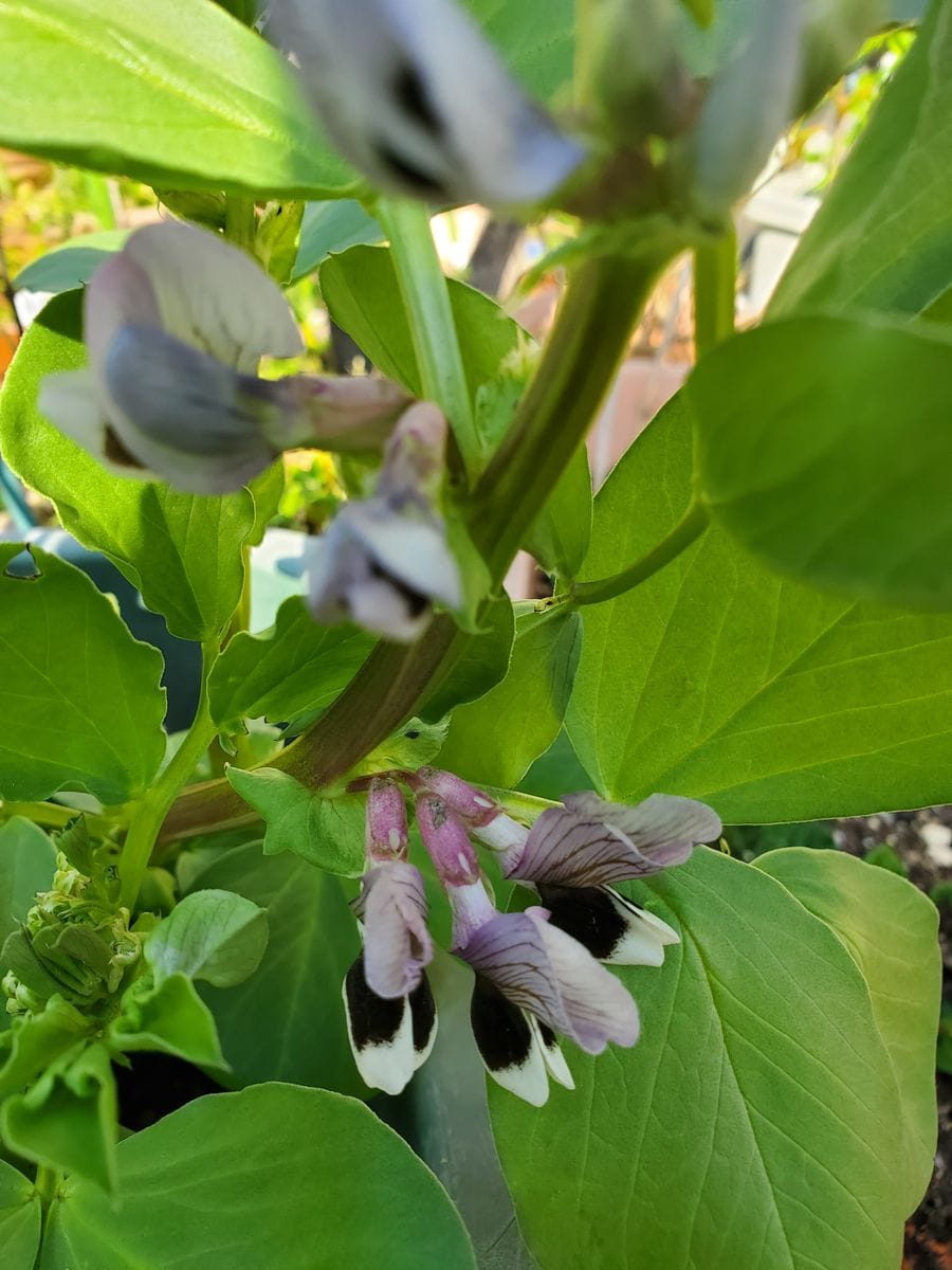 そら豆の花♪咲きました。