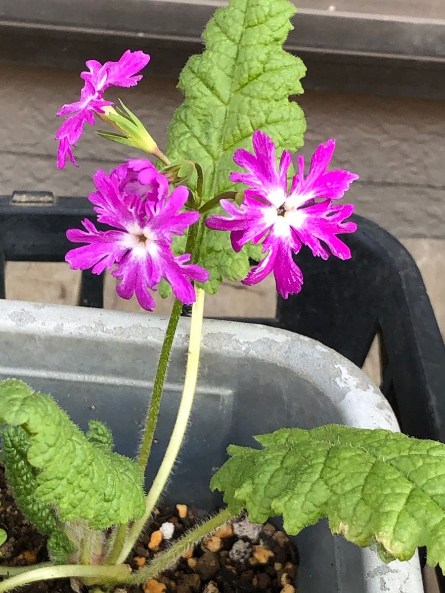 日本桜草の童子梅が咲きました。