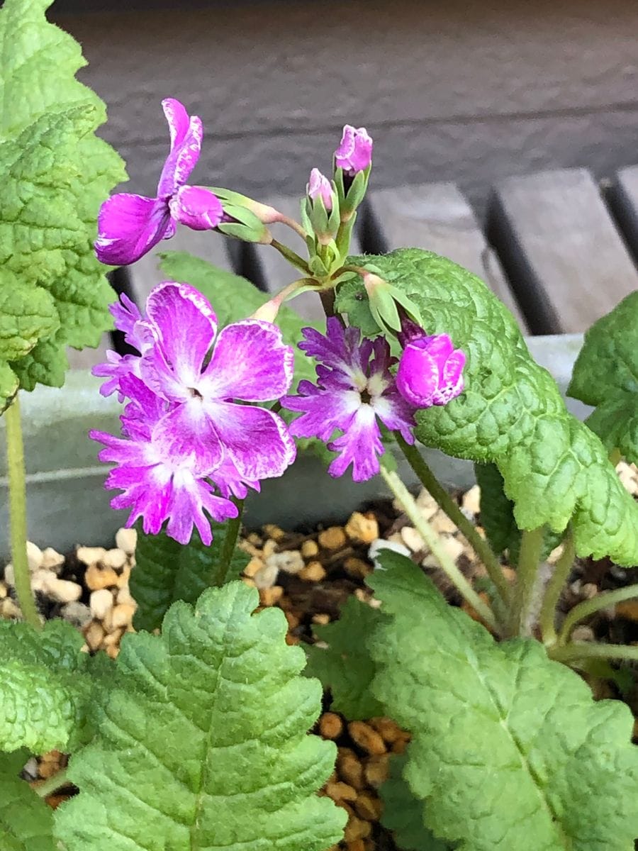 日本桜草の童子梅が咲きました。