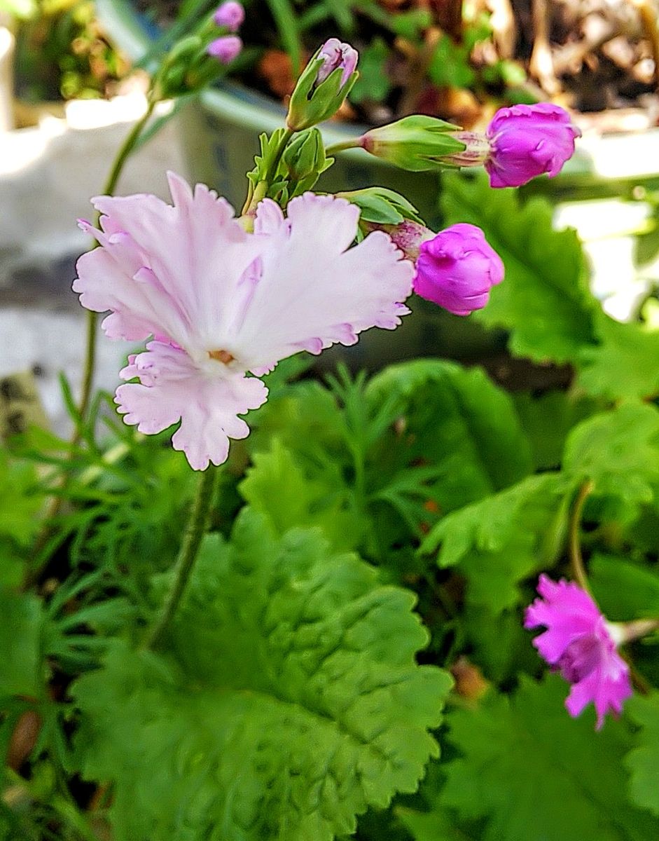 日本桜草🌸が咲き始めました🌿