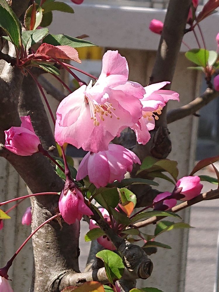 ハナカイドウと桜