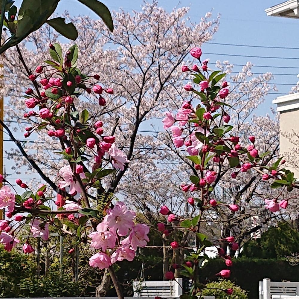 ハナカイドウと桜