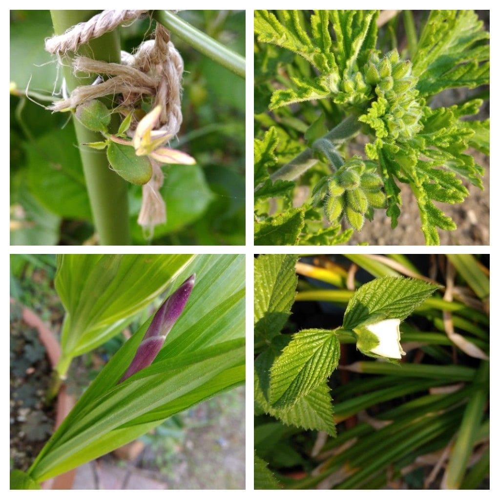 ギボウシの発芽！