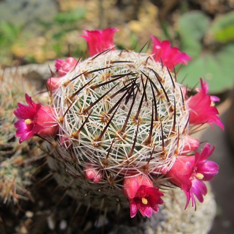 サボテンの花