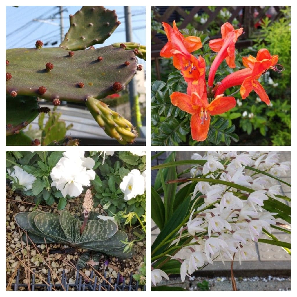 散歩道で見かけた植物