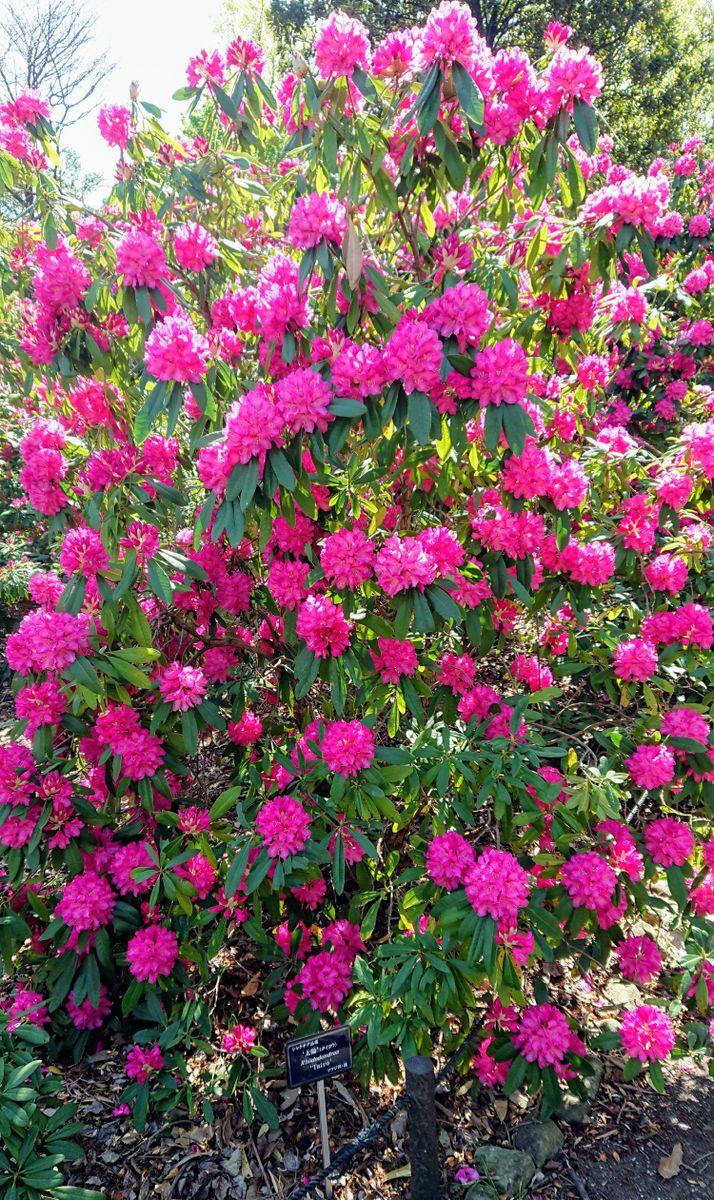 春の東山動植物園