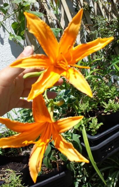 Hemerocallis fulva L. var. longituba